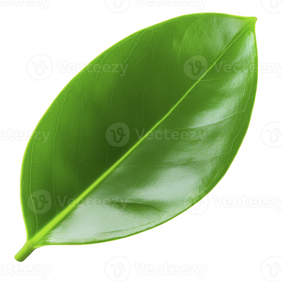 A vibrant green leaf with smooth, glossy surface and visible veins, showcasing nature simplicity and beauty. leaf fresh appearance evokes sense of tranquility and growth png