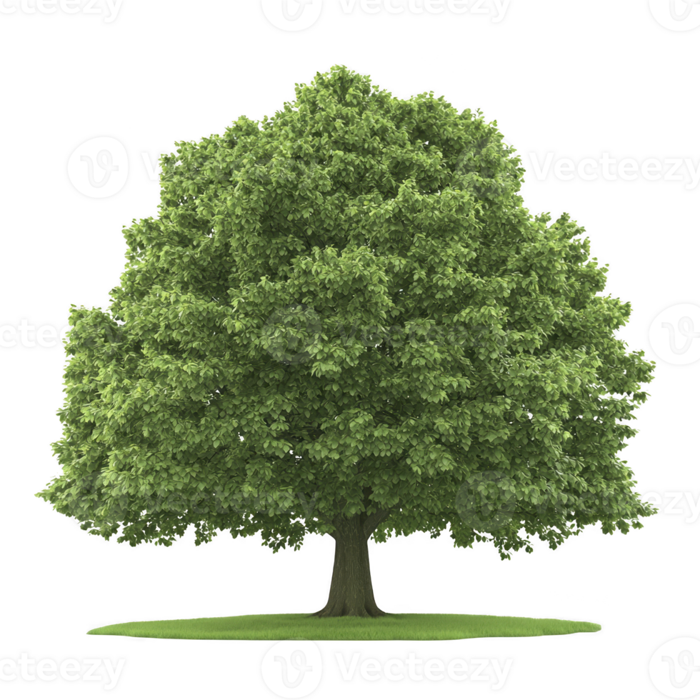 A lush, green tree stands alone on patch of grass, showcasing its full, leafy canopy. vibrant foliage and sturdy trunk create serene and natural scene, perfect for nature lovers png