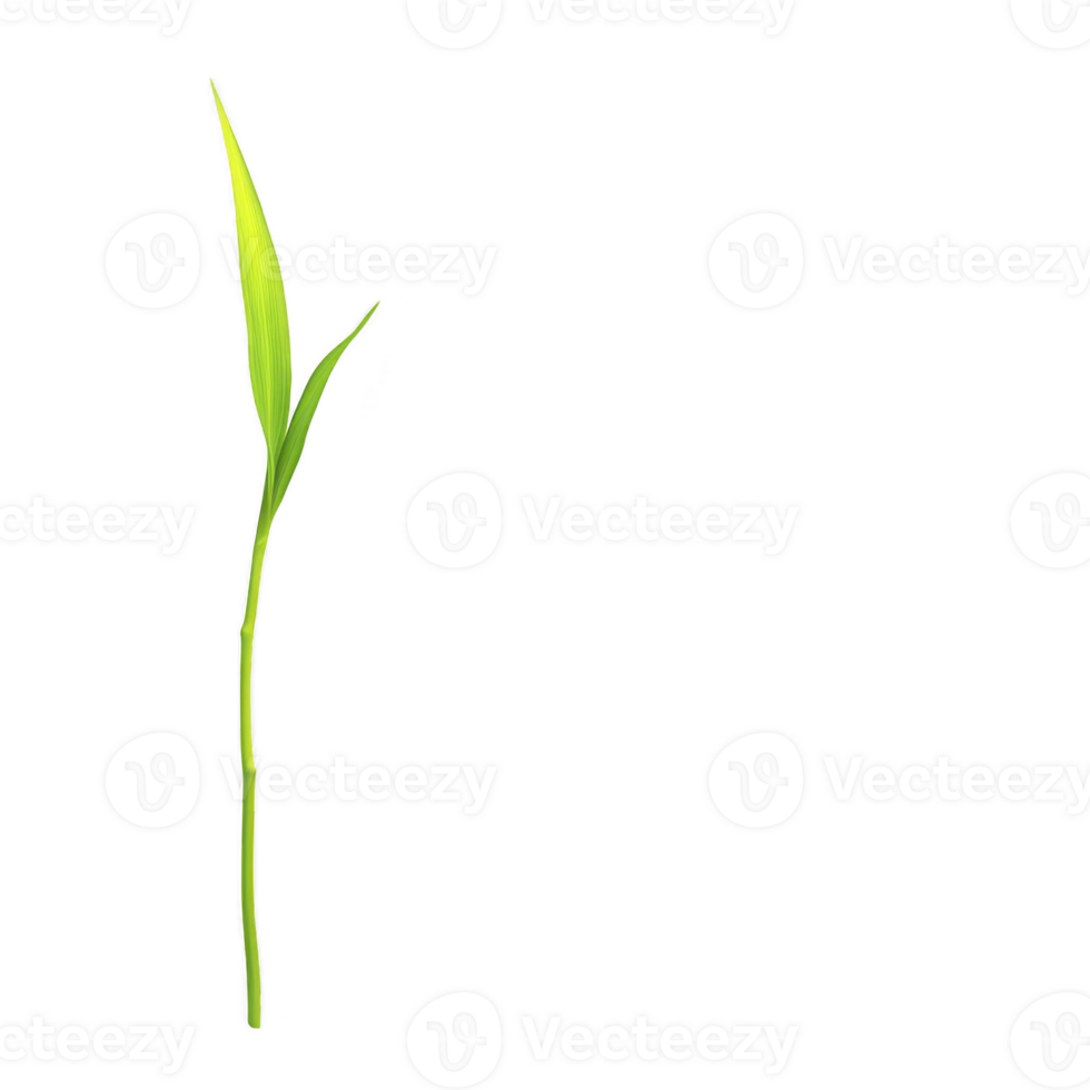 A single green bamboo shoot with two leaves stands against transparency background, symbolizing growth and simplicity. vibrant color and minimalistic design create serene and natural aesthetic png
