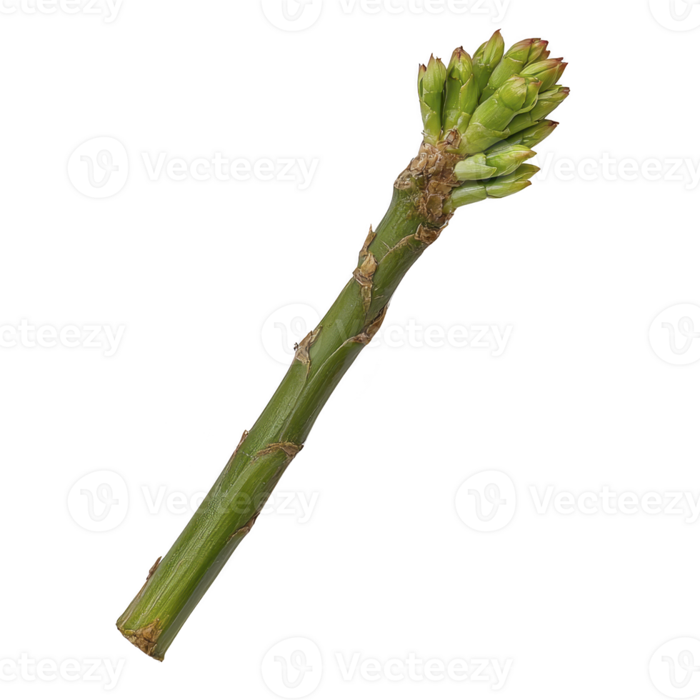 A vibrant green bamboo shoot with cluster of young leaves at top, isolated on transparency background, showcasing its natural texture and growth pattern png