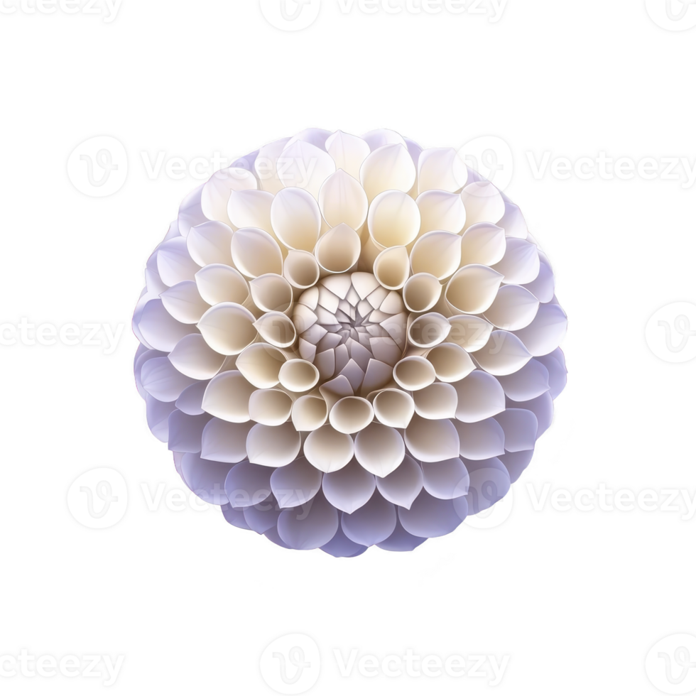 A close up of symmetrical dahlia flower with soft white and purple petals, showcasing its intricate and delicate structure against transparency background png