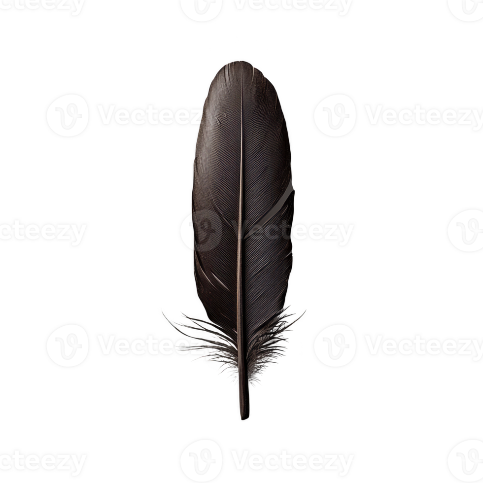 A single dark feather with intricate details and smooth texture, isolated on transparency background, evokes sense of elegance and simplicity png