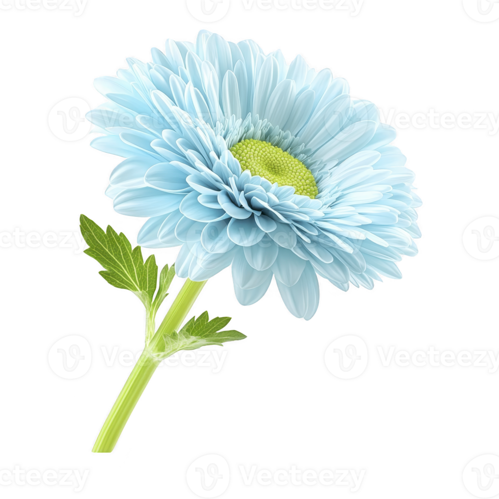 A vibrant blue gerbera daisy with lush green leaves is isolated on transparency background, showcasing its delicate petals and natural beauty png