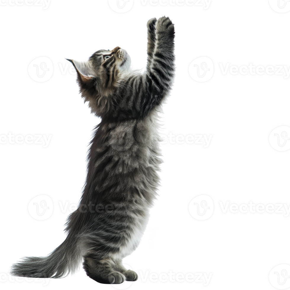 A fluffy gray tabby cat stands on its hind legs, reaching upwards with curiosity and playfulness against plain background. cat fur is soft and its expression is focused png