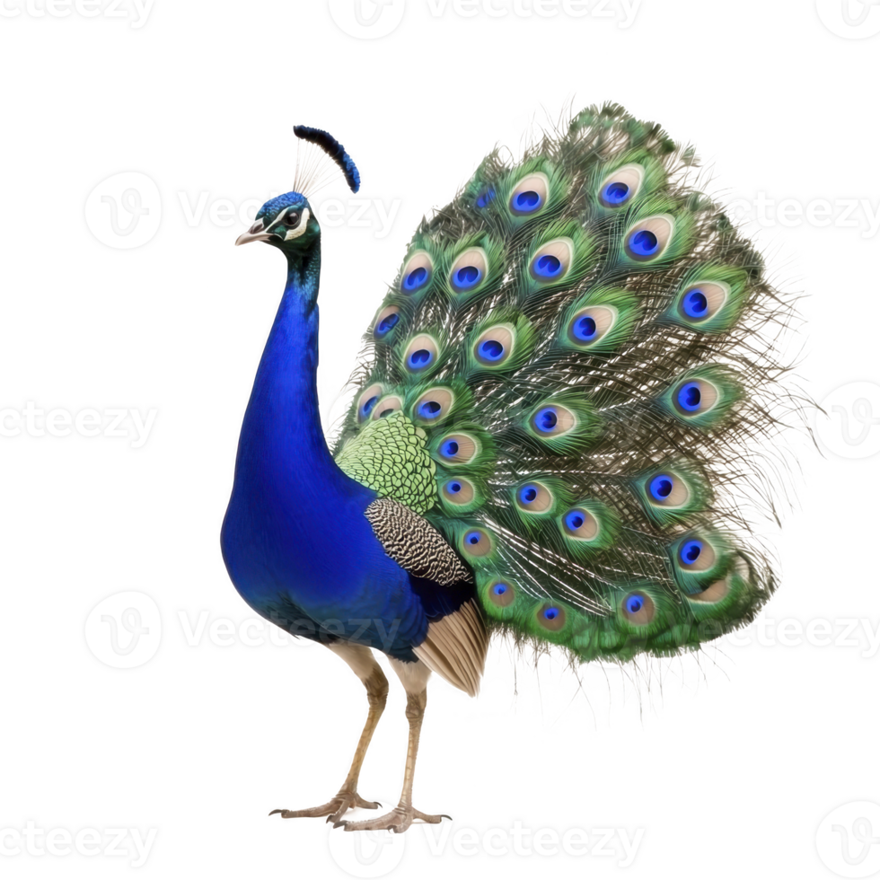 A vibrant peacock stands proudly displaying its magnificent tail feathers, showcasing stunning array of blue, green, and gold hues. intricate eye patterns on feathers add to its majestic appearance png