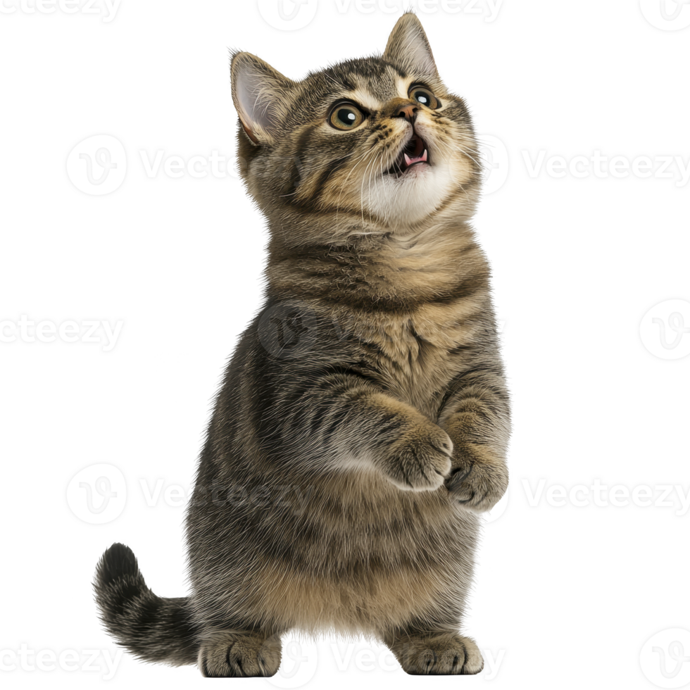 A cute tabby kitten stands on its hind legs with expression of curiosity and playfulness. fluffy fur and bright eyes add to its adorable appearance png