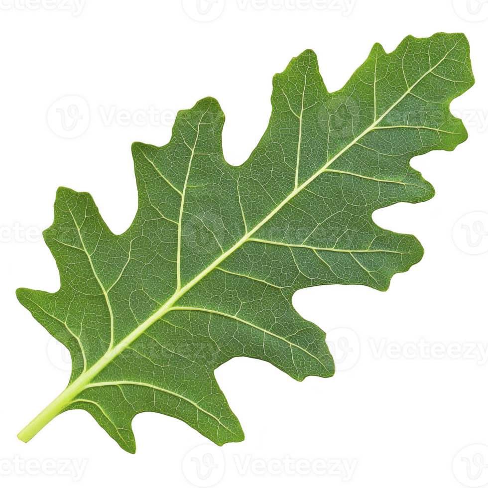 A vibrant green oak leaf with detailed veins and jagged edge, isolated on transparency background, showcasing nature intricate patterns png