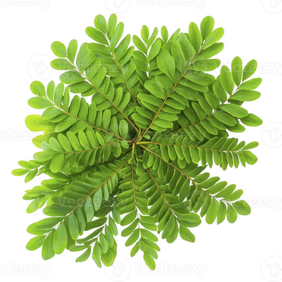 A vibrant green plant with symmetrical, oval leaves arranged in circular pattern, creating lush and fresh appearance. leaves are glossy and radiate from center png