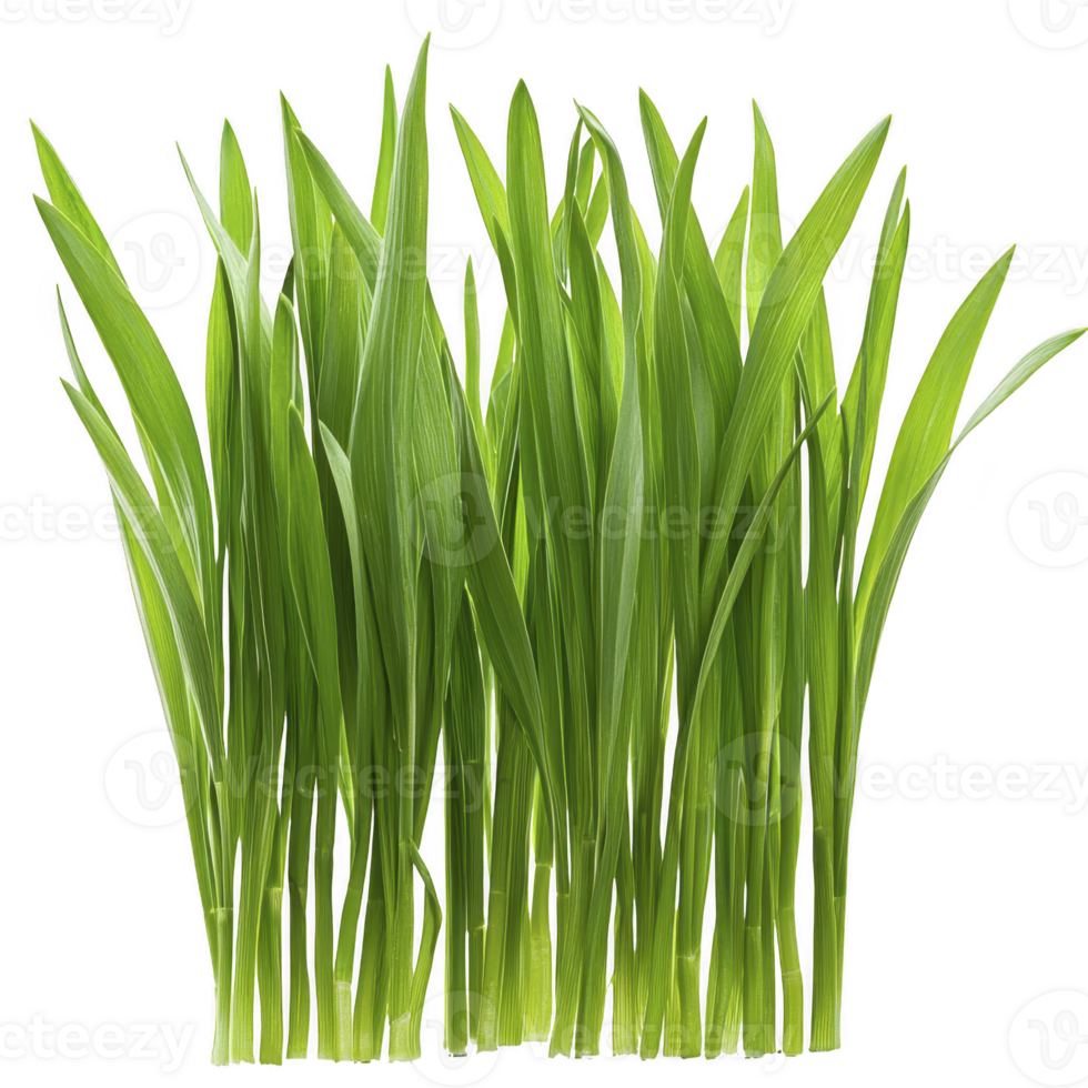 A Vibrant green grass blades stand tall against transparency background, showcasing their fresh and healthy appearance. lush foliage is perfect for nature themed designs png