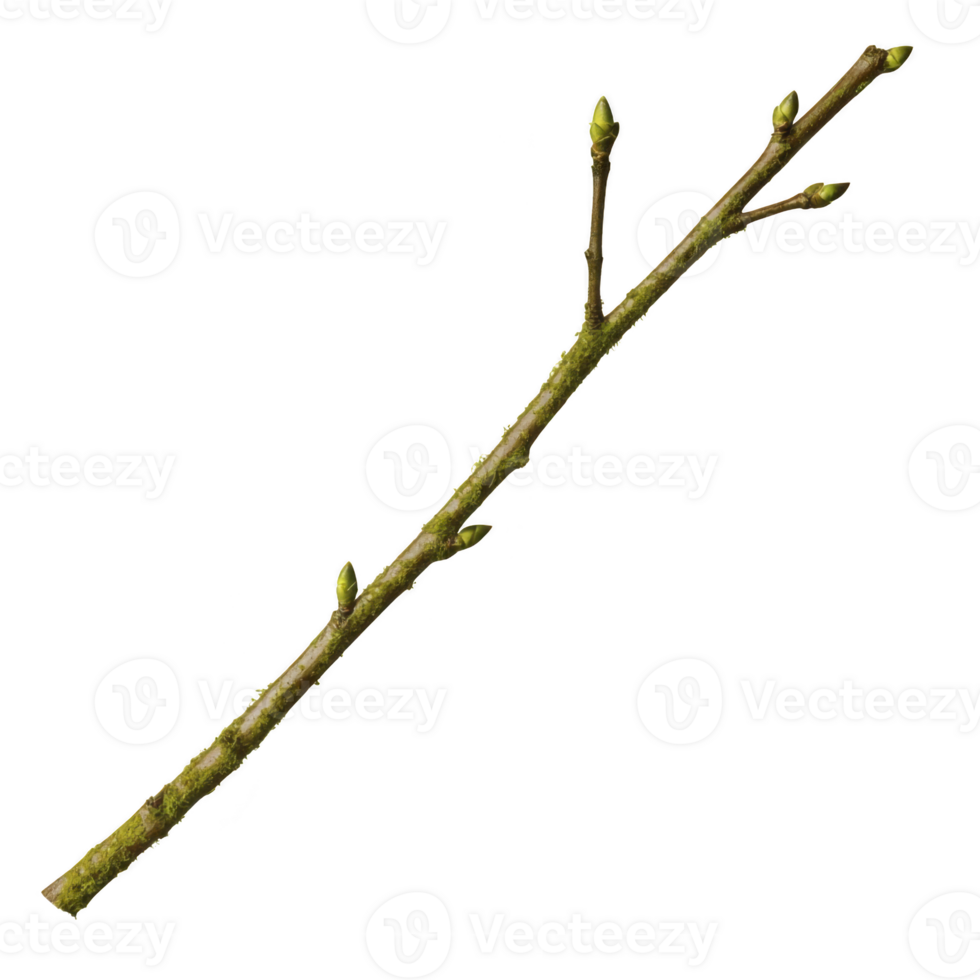 A slender tree branch with budding green leaves, symbolizing new growth and arrival of spring. branch is isolated on transparency background, highlighting its natural texture and vibrant buds png