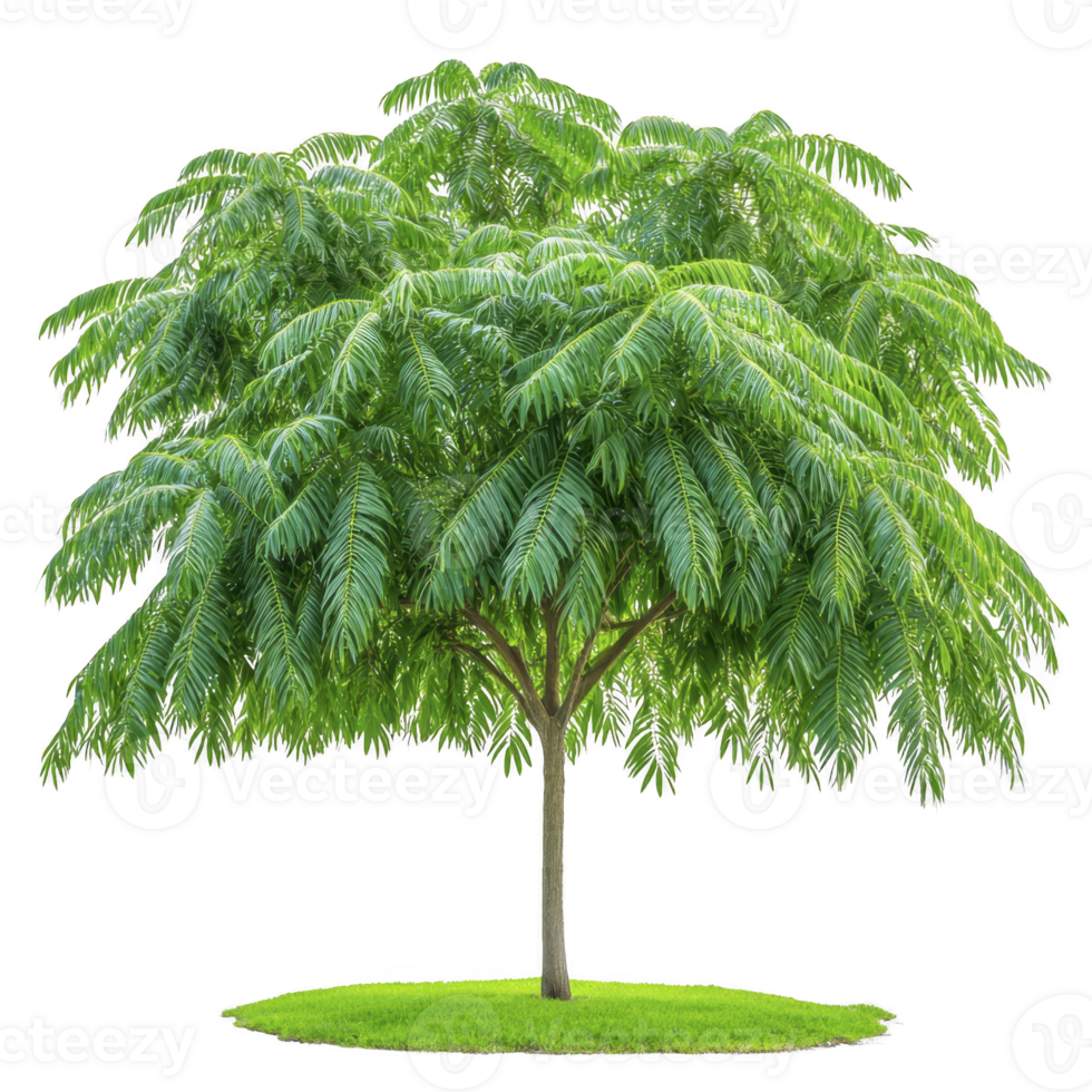 A lush, green tree with wide canopy and vibrant leaves stands on small patch of grass, evoking sense of tranquility and natural beauty png