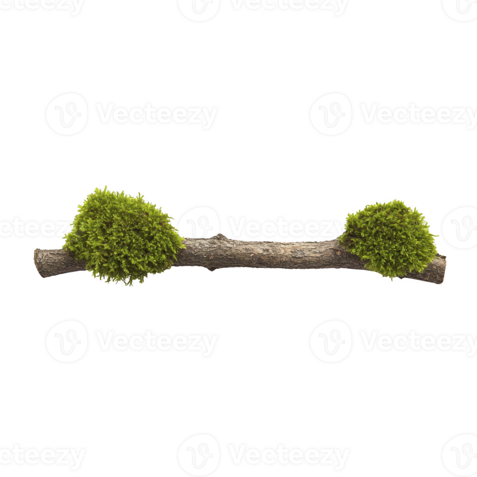 A small tree branch with vibrant green moss growing on both ends, isolated on transparency background, showcasing nature simplicity and beauty png