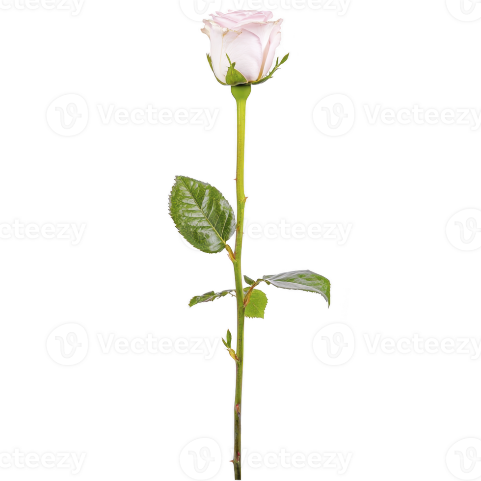 A single elegant pink rose with long green stem and leaves, symbolizing love and beauty, isolated on transparency background png