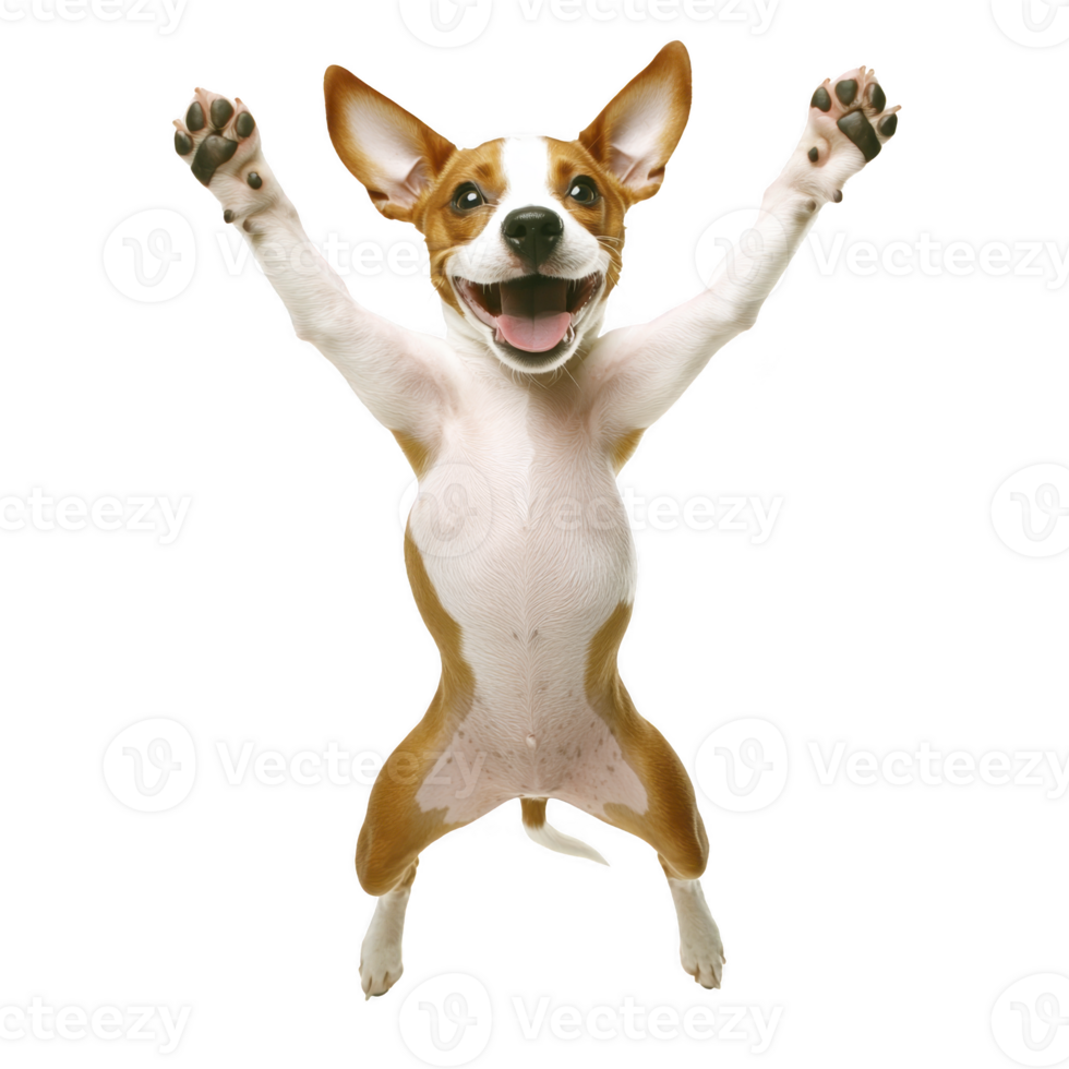 A joyful dog with brown and white fur is jumping with its front paws raised, expressing excitement and playfulness. dog ears are perked up, and it has happy expression png