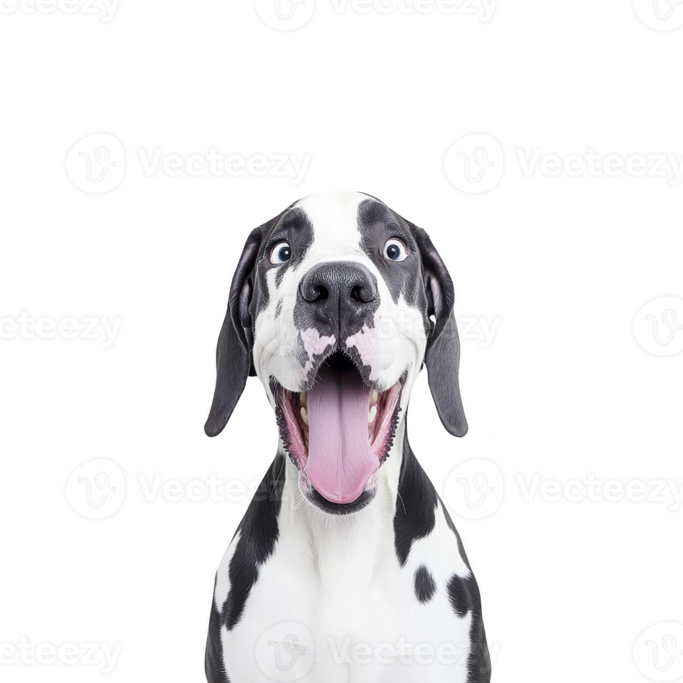 A happy Great Dane with black and white coat looks directly at camera with its tongue out, expressing joy and excitement. background is plain, emphasizing dog playful expression png