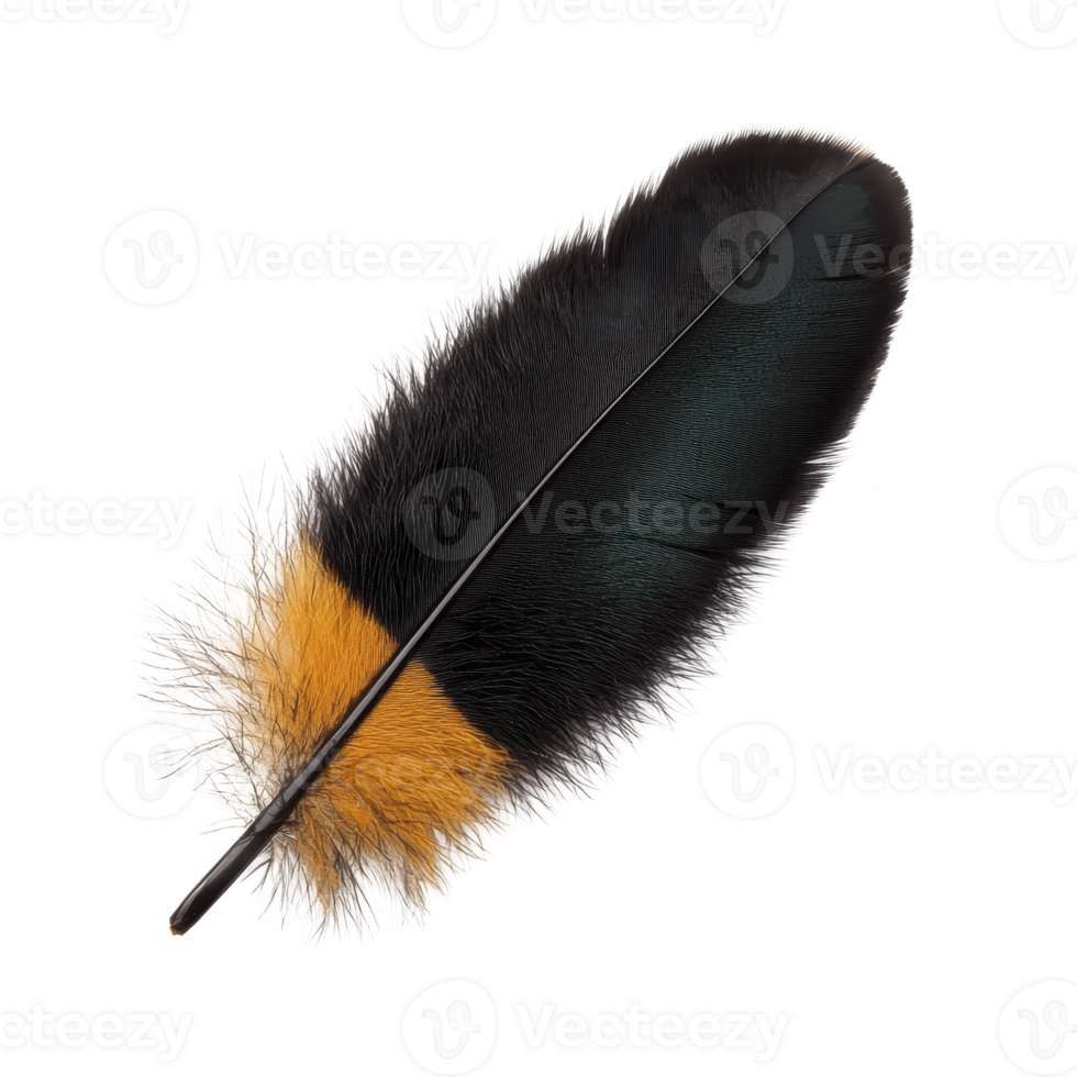 A single, vibrant feather with striking combination of black, orange, and white colors, showcasing intricate details and soft textures png