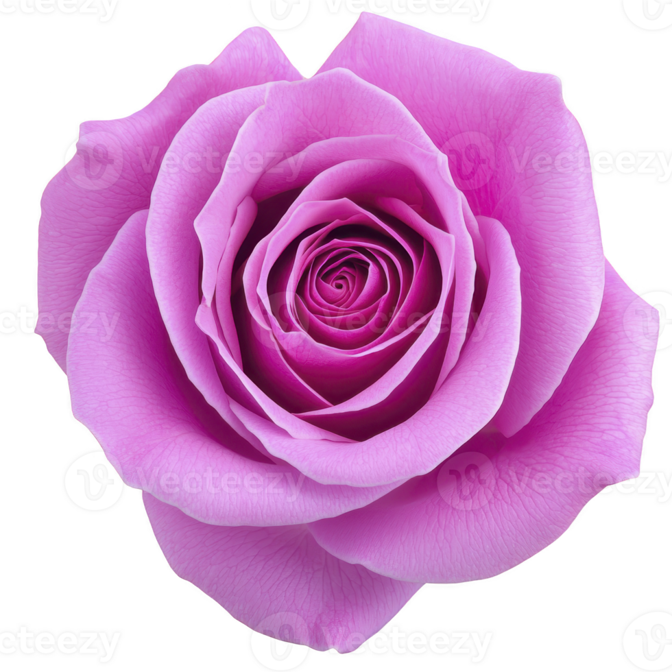 A vibrant pink rose in full bloom, showcasing its delicate petals and intricate layers, symbolizing beauty and elegance. close up view highlights flower natural texture and vivid color png