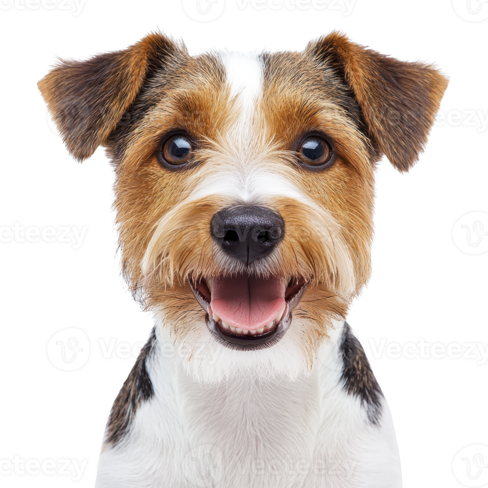 A happy, brown and white terrier dog with playful expression and perky ears is looking directly at camera against transparency background png