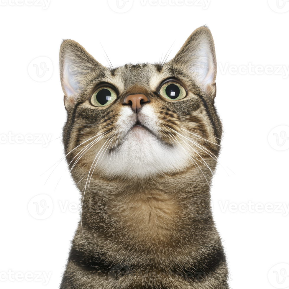 A curious tabby cat with striking green eyes gazes upward against plain background, showcasing its expressive face and distinctive striped fur pattern png