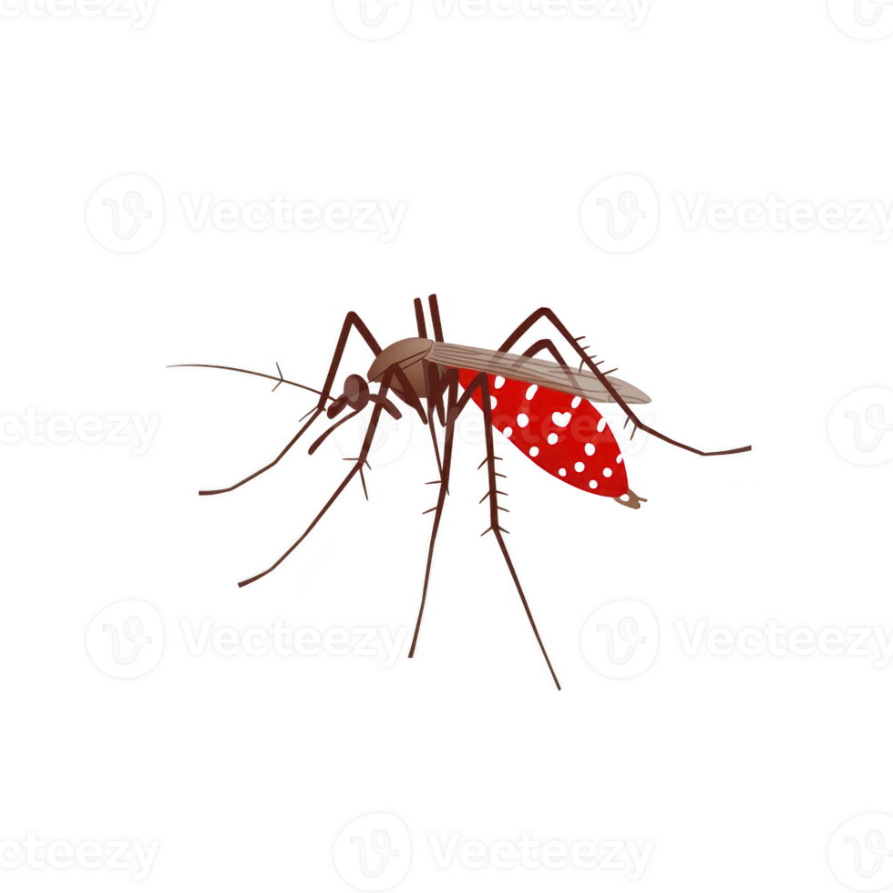 A detailed illustration of mosquito with red abdomen and transparent wings, showcasing its long legs and antennae. image highlights insect intricate features png