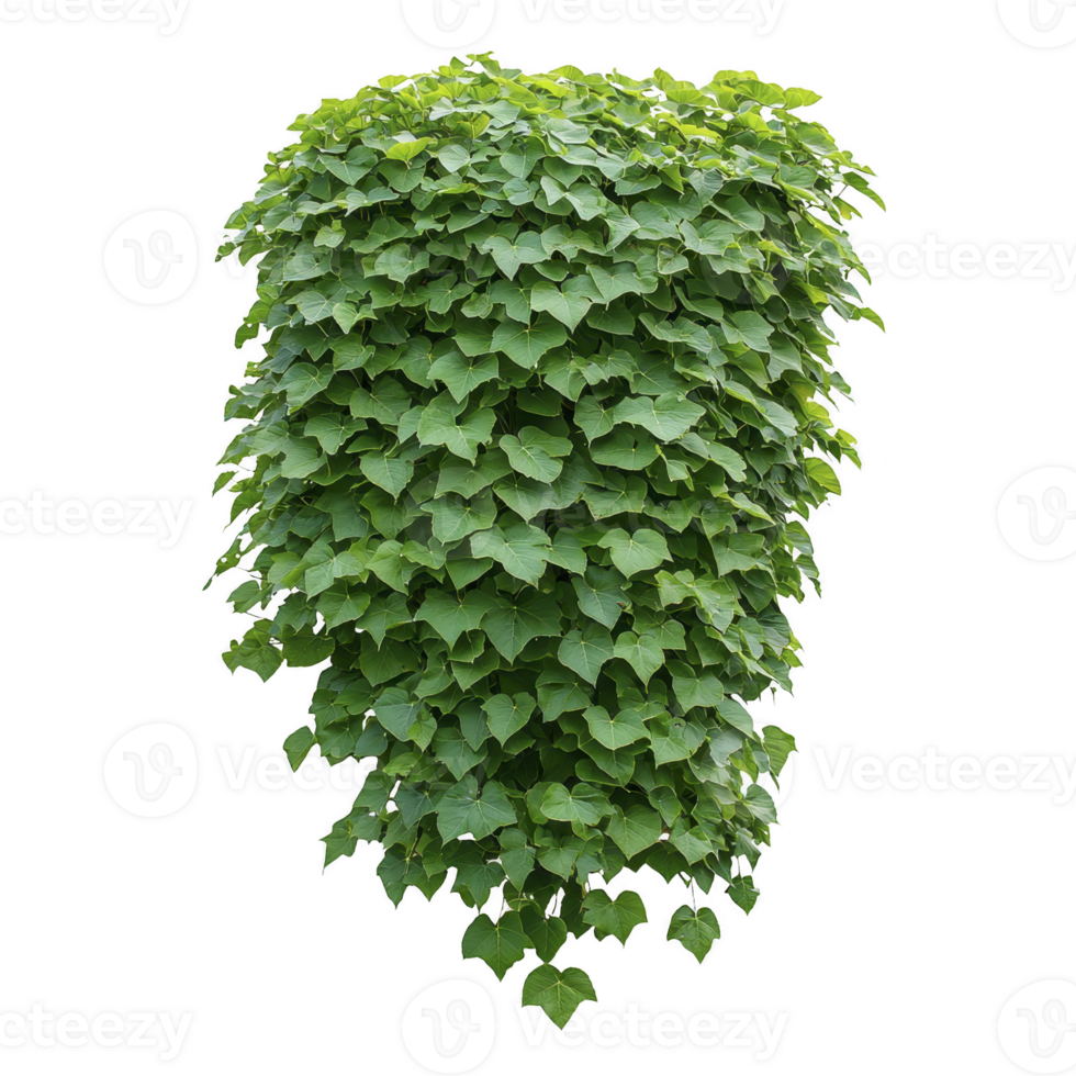 A lush, green bush with dense foliage and heart shaped leaves, isolated on transparency background, creating vibrant and natural appearance png