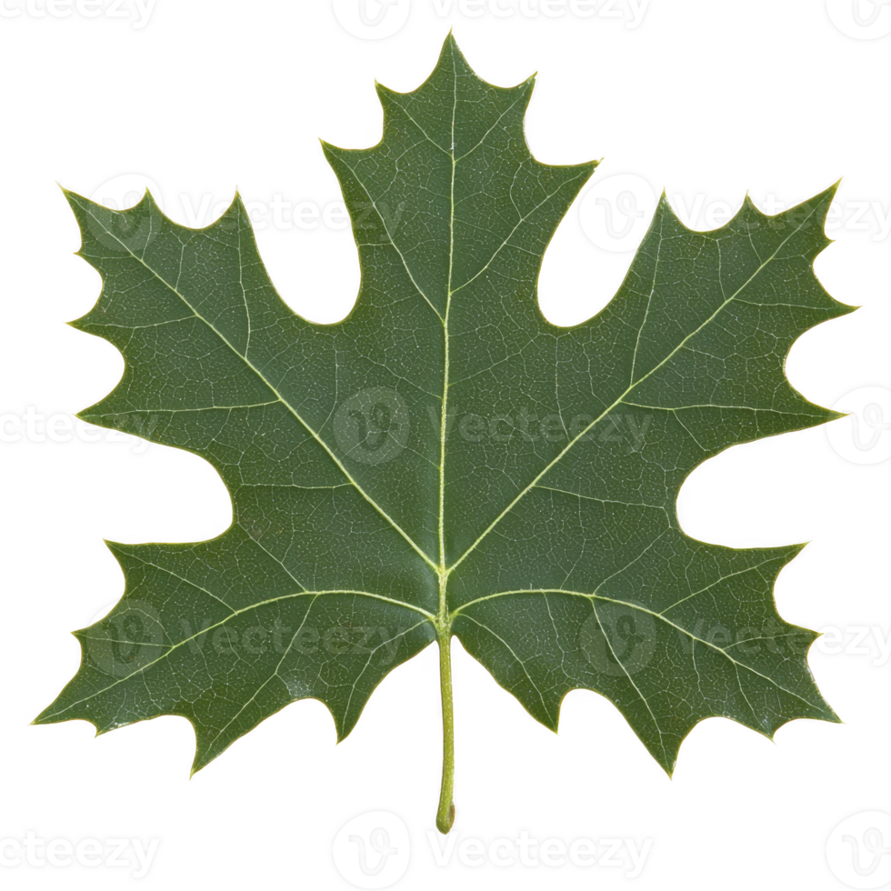 A single green maple leaf with distinct shape and visible veins, isolated on transparency background. leaf texture and natural details are clearly visible png