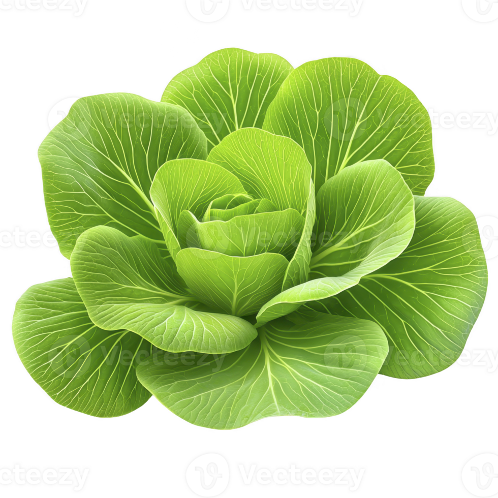 A fresh, vibrant green cabbage with crisp, layered leaves, perfect for salads or cooking. texture is smooth, and color is bright, healthy green png