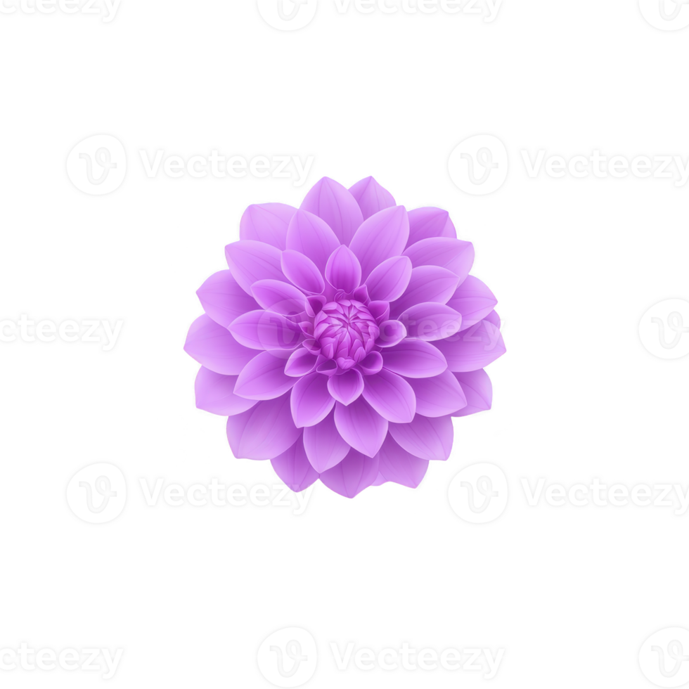 vibrant purple dahlia flower with layered petals is centered against plain transparency background, showcasing its intricate and symmetrical design png