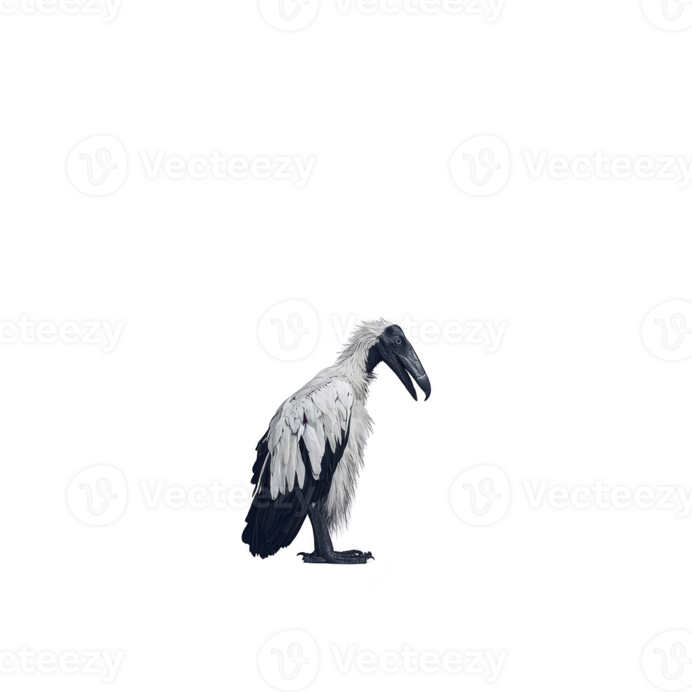 vulture with white and black feathers stands against plain background, showcasing its distinctive features and sharp beak. bird posture and plumage are clearly visible png