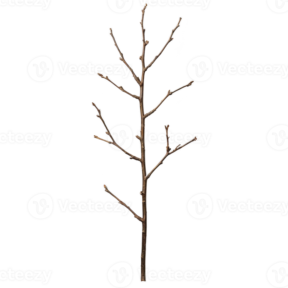 A single bare tree branch with multiple offshoots, showcasing natural, minimalist design. branch is devoid of leaves, highlighting its intricate structure and texture png