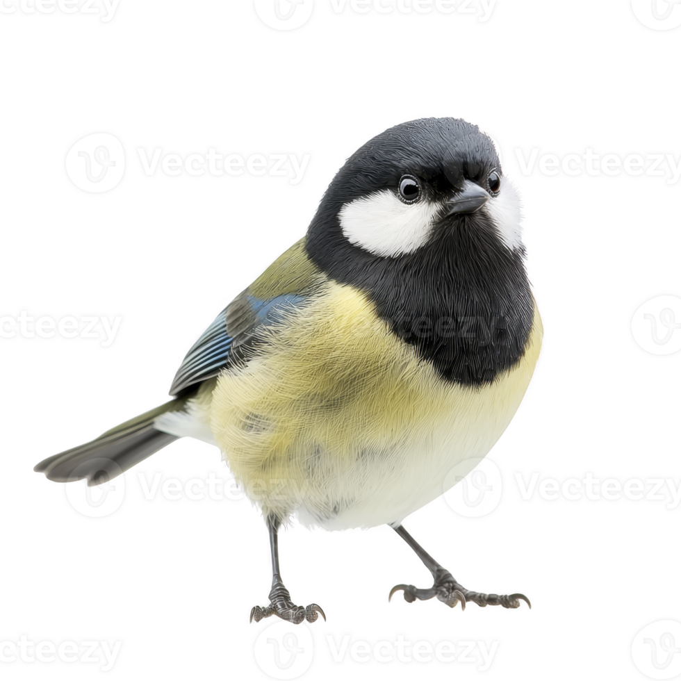 vibrant great tit bird with striking black, white, and yellow plumage stands alertly, showcasing its distinctive markings and curious expression. bird small size and colorful feathers make it png