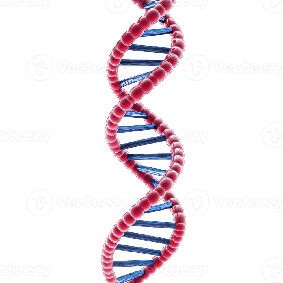 3D illustration of DNA double helix structure with red and blue strands, representing genetic information and molecular biology. image highlights intricate design of DNA png