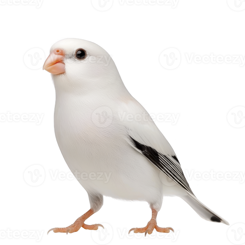 small, white bird with black markings stands gracefully, showcasing its delicate features and soft plumage. Its bright eyes and gentle stance convey sense of calm and curiosity png