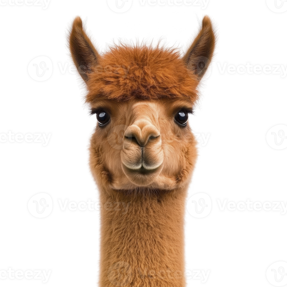This is image of cute alpaca with fluffy brown coat and expressive eyes, looking directly camera against transparency background. alpaca soft fur and gentle expression create charming and friendly png