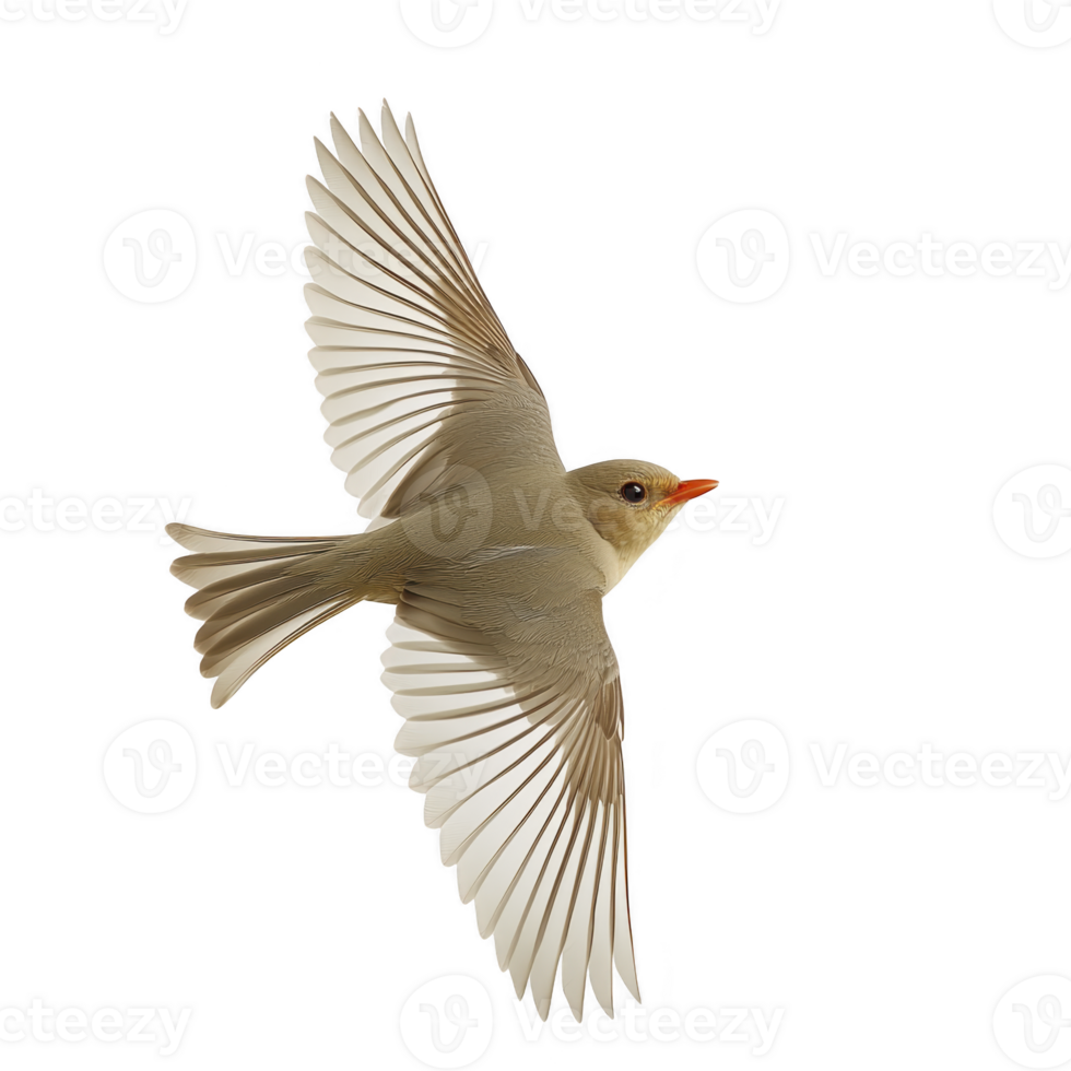 small bird with outstretched wings soars gracefully through air, showcasing its delicate feathers and vibrant orange beak against clear sky png