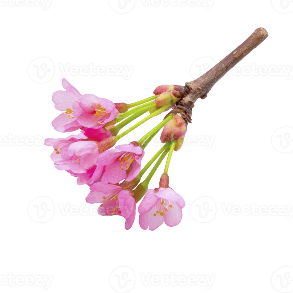 delicate cluster of pink cherry blossoms on branch, showcasing vibrant petals and green stems, evokes sense of springtime beauty and renewal png