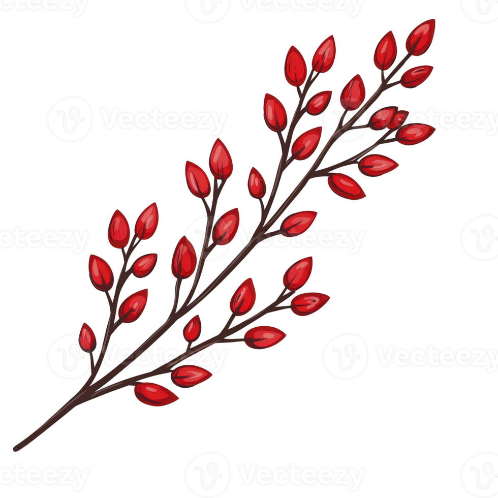branch with vibrant red berries and dark brown stems, creating striking contrast. berries are small and glossy, giving festive and natural appearance png