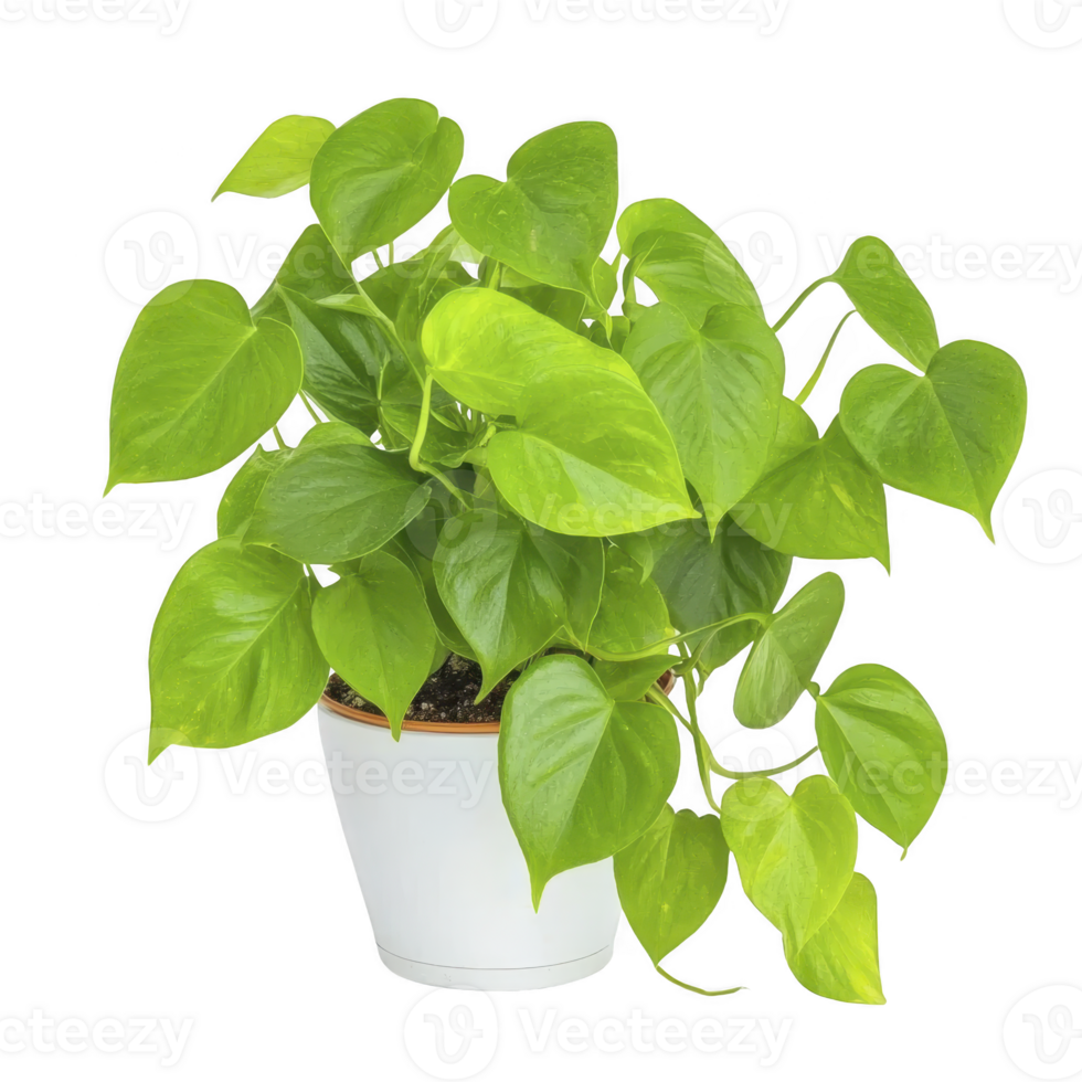 vibrant green pothos plant with heart shaped leaves is thriving in simple white pot, showcasing its lush foliage. plant cascading vines add touch of natural beauty png