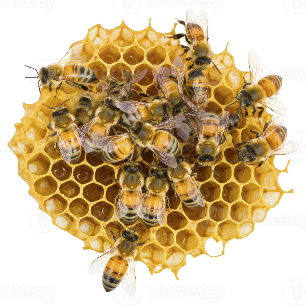 group of bees is actively working on honeycomb, showcasing intricate hexagonal structure and busy nature of hive. golden honeycomb contrasts with bees striped bodies png