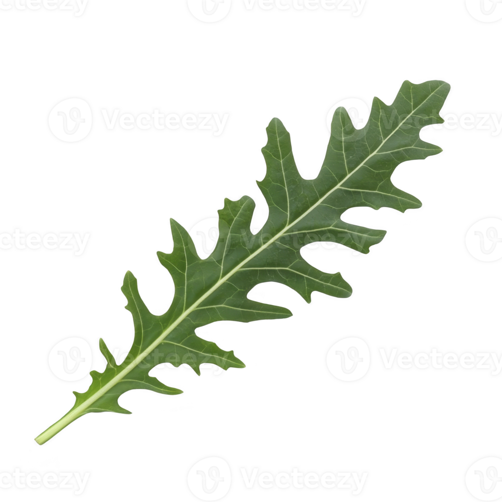 single fresh arugula leaf with vibrant green color and distinct serrated edges, isolated on transparency background. leaf texture and shape are clearly visible png