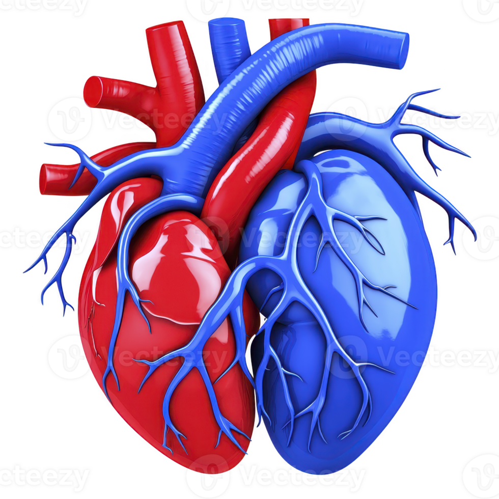 detailed 3D illustration of human heart, showcasing red and blue color coded arteries and veins, highlighting circulatory system complexity and function png