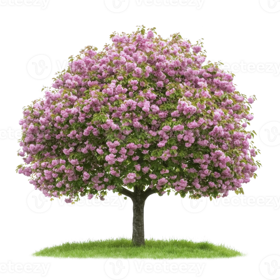 lush tree with vibrant pink blossoms stands on patch of green grass, showcasing nature beauty and tranquility. full bloom creates stunning visual contrast against green foliage png