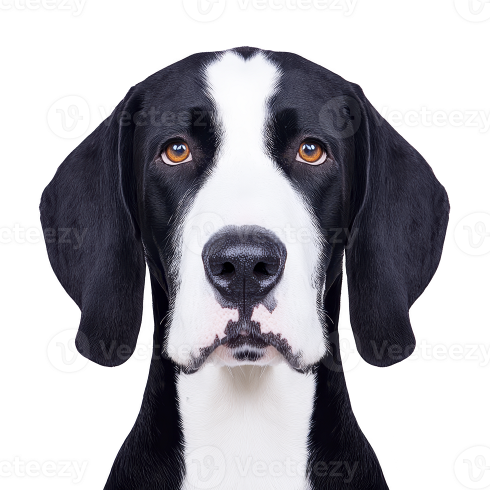 close up illustration of black and white dog with expressive eyes, showcasing its detailed fur and attentive expression. background is plain, highlighting dog features png