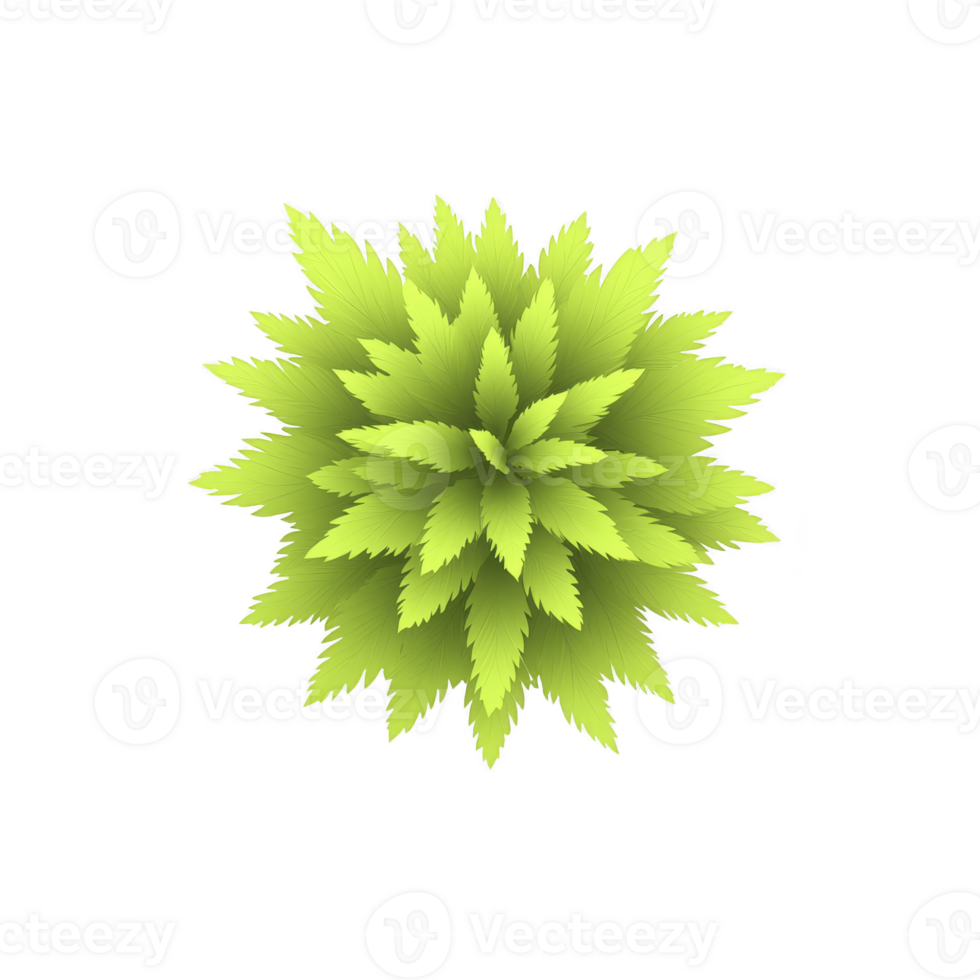 vibrant green plant with layered, pointed leaves arranged in circular pattern, creating symmetrical and lush appearance. bright color and sharp leaf edges give it fresh and lively look png