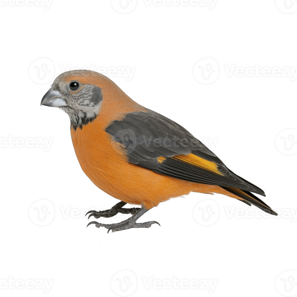 vibrant orange and black bird with distinctive beak stands against transparency background, showcasing its striking plumage. bird detailed feathers and unique coloration make it captivating png