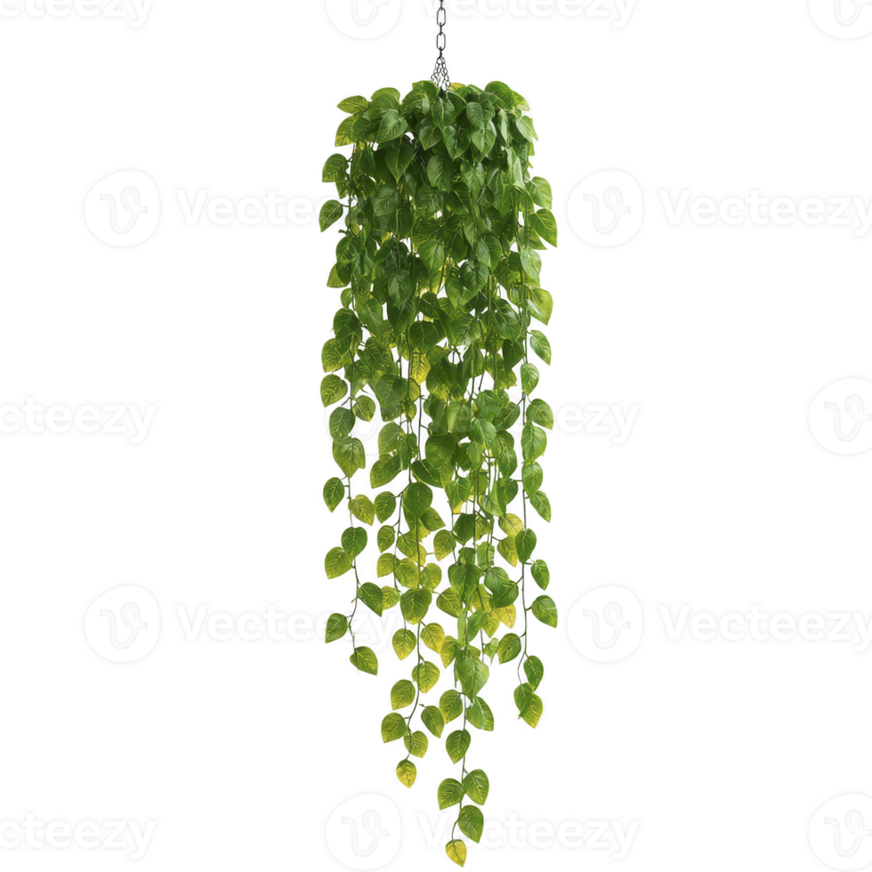 lush, cascading hanging plant with vibrant green leaves creates refreshing and natural ambiance, perfect for indoor or outdoor decor png