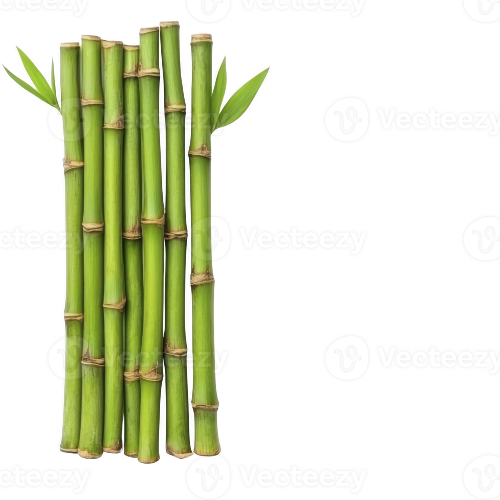 cluster of vibrant green bamboo stalks with fresh leaves, showcasing natural beauty and growth. bamboo is arranged vertically, symbolizing strength and flexibility png
