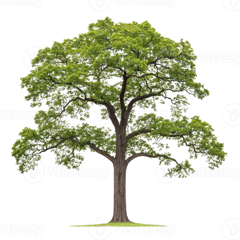 tall, lush green tree with sturdy trunk and expansive branches, showcasing vibrant foliage against clear background, symbolizing growth and nature beauty png