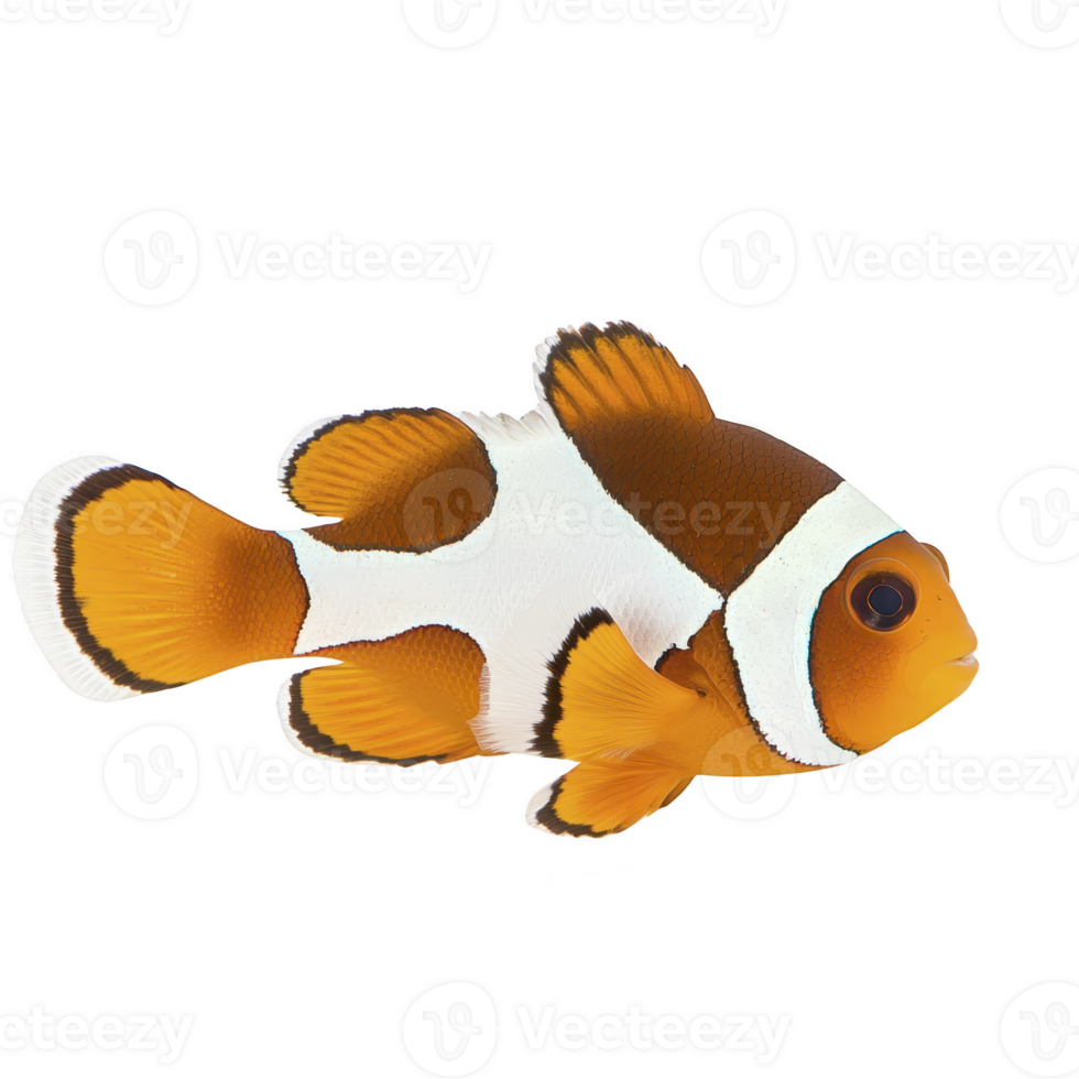 vibrant clownfish with orange and white stripes swims gracefully, showcasing its distinctive pattern and lively demeanor. fish vivid colors and unique markings make it captivating subject png