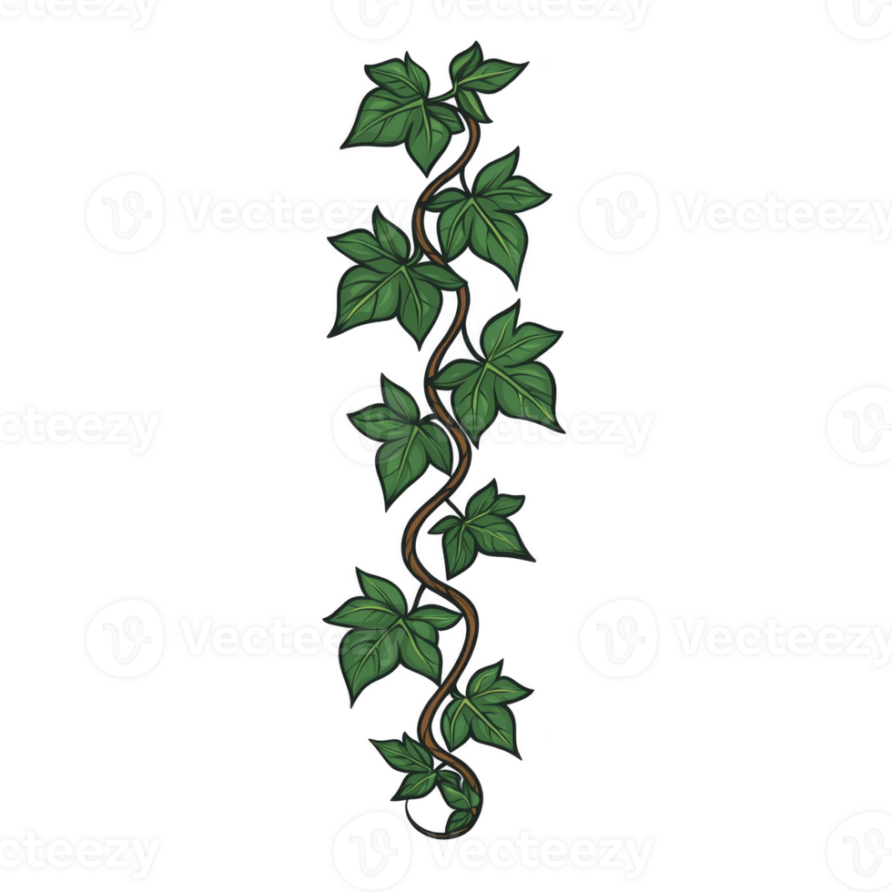 vertical illustration of green ivy vine with lush leaves, showcasing natural and organic design. vine twists elegantly, creating sense of growth and vitality png